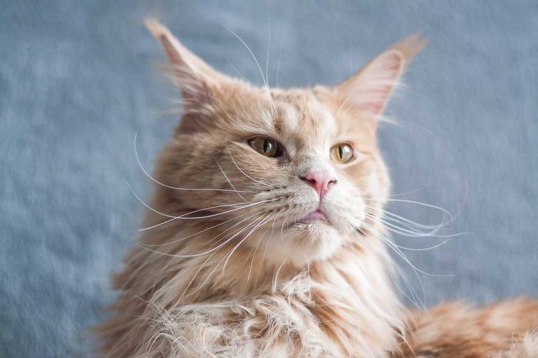What is a polydactyl Maine Coon?