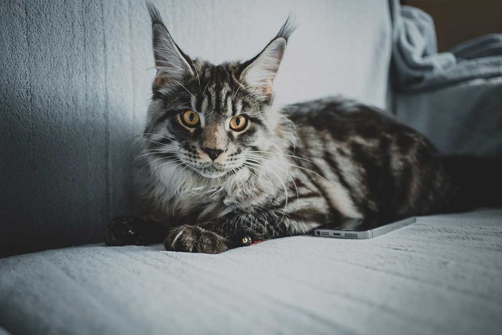 Pourquoi Le Maine Coon Roucoule