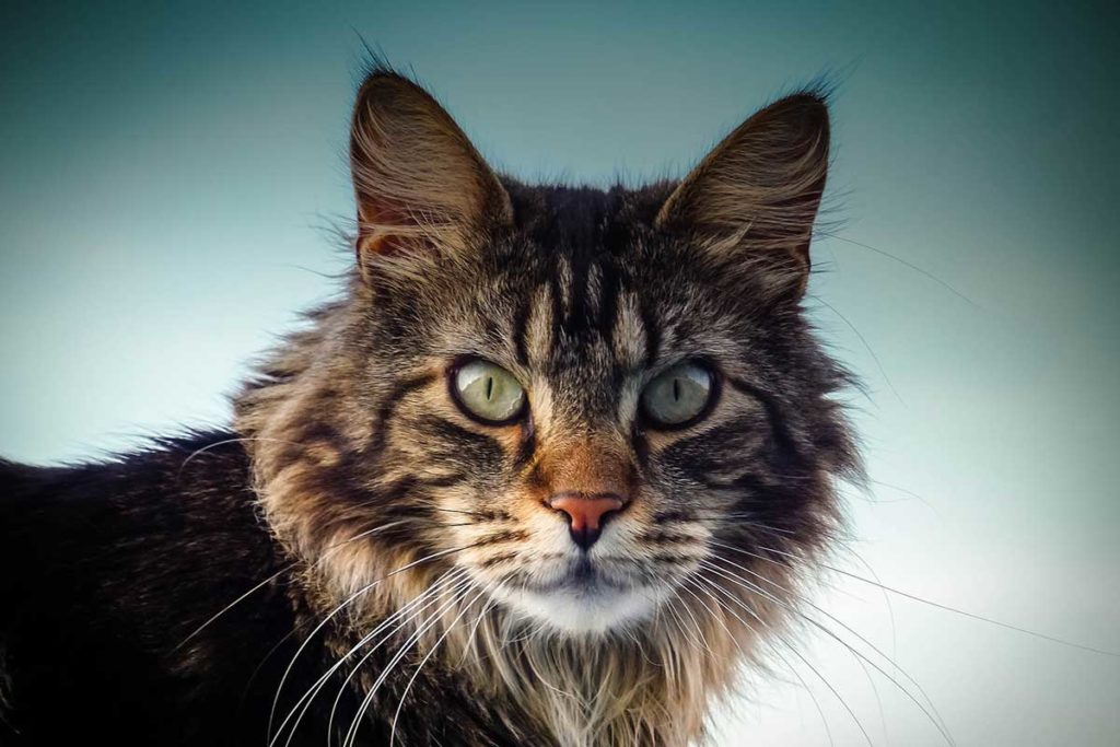 Pourquoi Le Maine Coon Roucoule