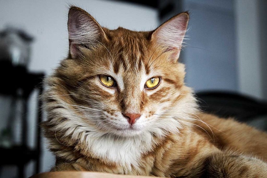 Ecoutez Ces Chats Maine Coon Qui Repondent Aux Oiseaux En Gazouillant