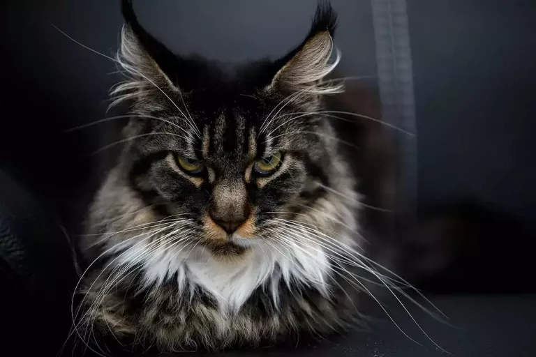 How long do Maine Coon cats live