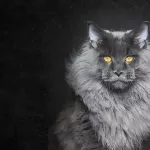 Quelles sont les différences entre un Maine Coon et un Norvégien?
