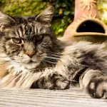 démêler nœuds Maine Coon