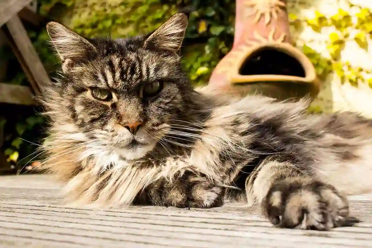 How to remove matted hair from a Maine Coon