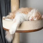 meilleur arbre à chat maine coon