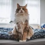 allergies maine coon