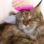 brosse maine coon