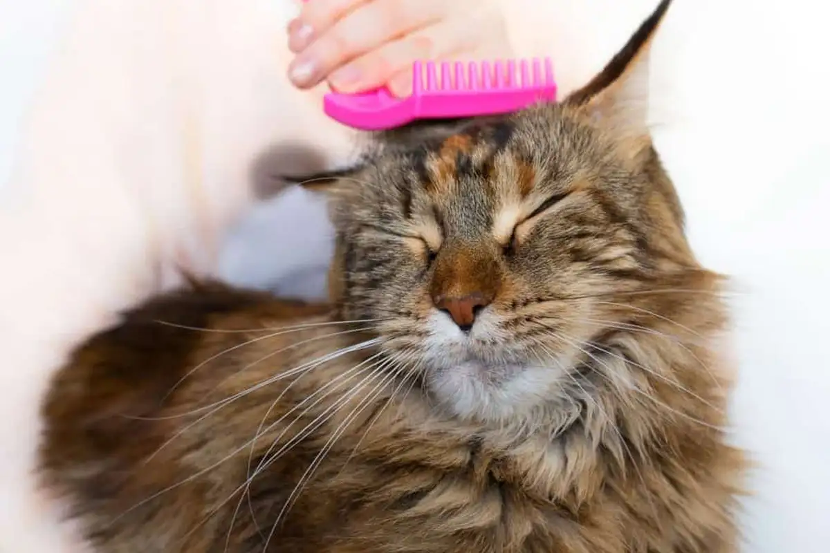 Meilleure brosse pour chat
