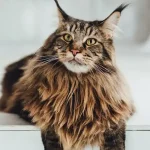 comment brosser Maine Coon