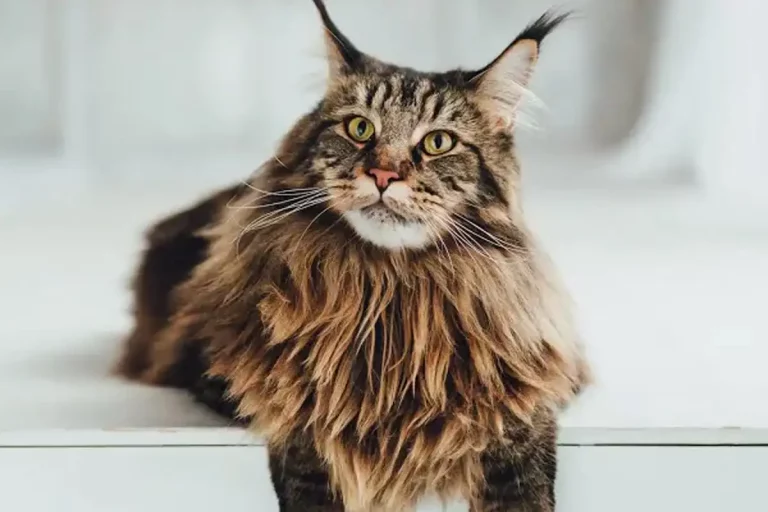 comment brosser Maine Coon