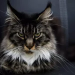 dysplasie maine coon