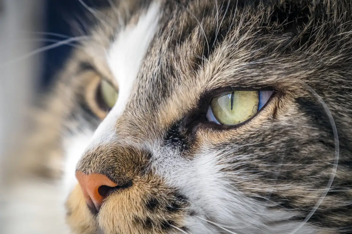 maine coon roucoule