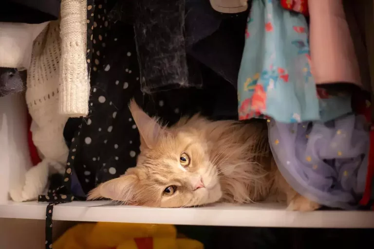Price of a Maine Coon: how much does it really cost?
