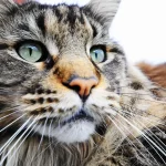 alimentation maine coon