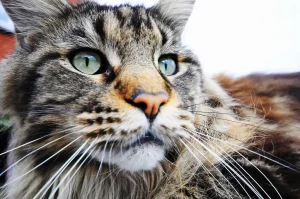 alimentation maine coon