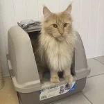 litière maine coon