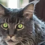 Quelle taille peut atteindre le Maine Coon?