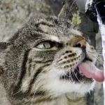 fontaine à eau pour chat Maine Coon