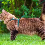 harnais maine coon