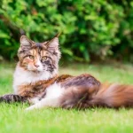 couleurs Maine Coon
