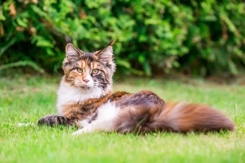 couleurs Maine Coon