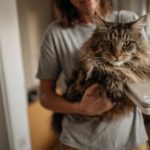 Exemple de pesée d’un Maine Coon à la maison avec une balance standard
