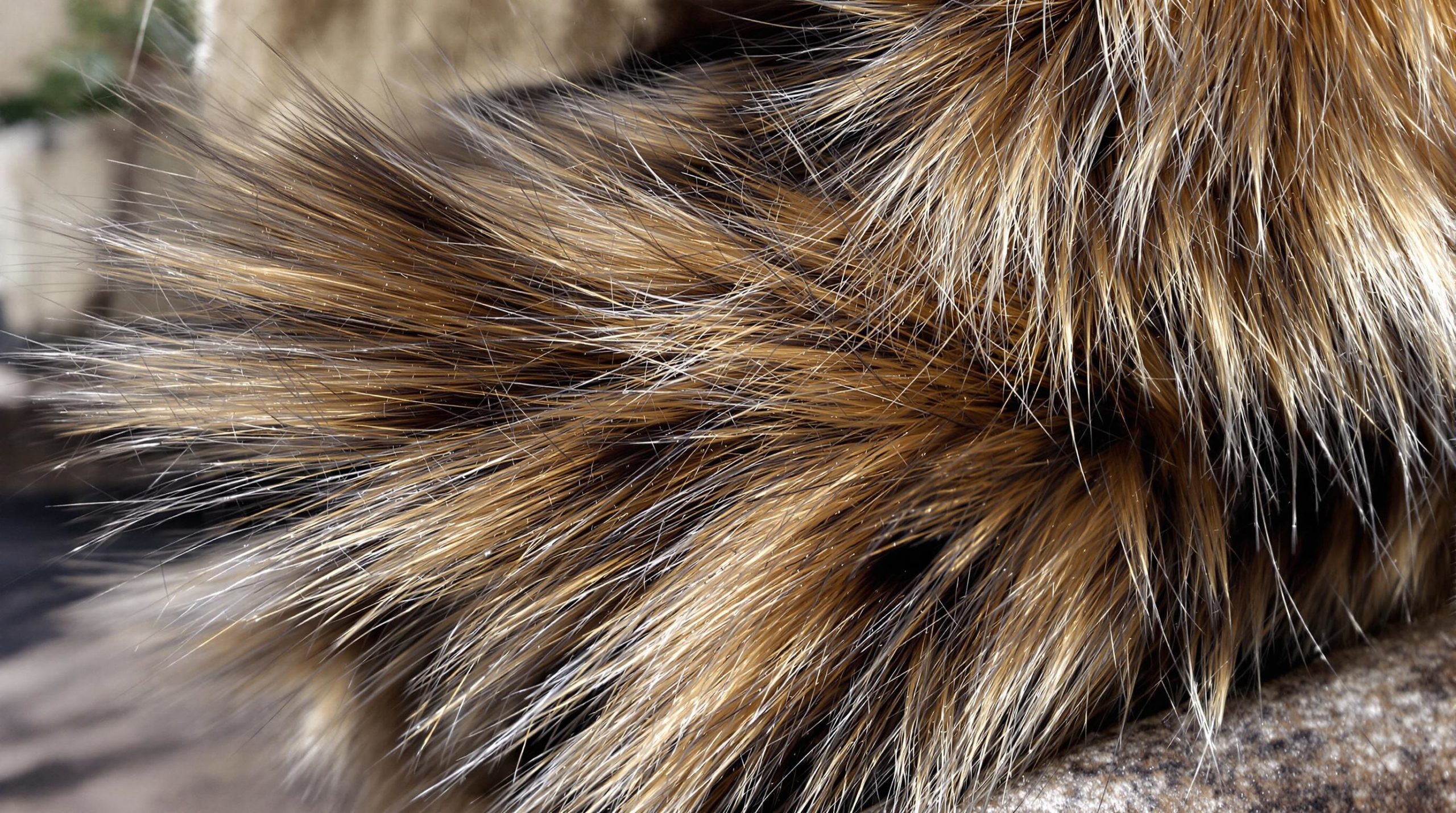 découvrez les fascinantes raisons qui expliquent la longueur des queues des maine coons, ce chat majestueux. plongez dans l'univers de cette race unique et apprenez comment leur morphologie s'adapte à leur environnement et à leur mode de vie.