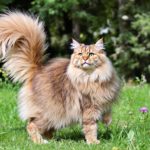 découvrez les raisons fascinantes qui expliquent la longueur des queues des maine coons, ces chats majestueux. explorez leur histoire, leur adaptation à l'environnement et les caractéristiques qui font de cette race l'une des plus appréciées des amoureux des félins.