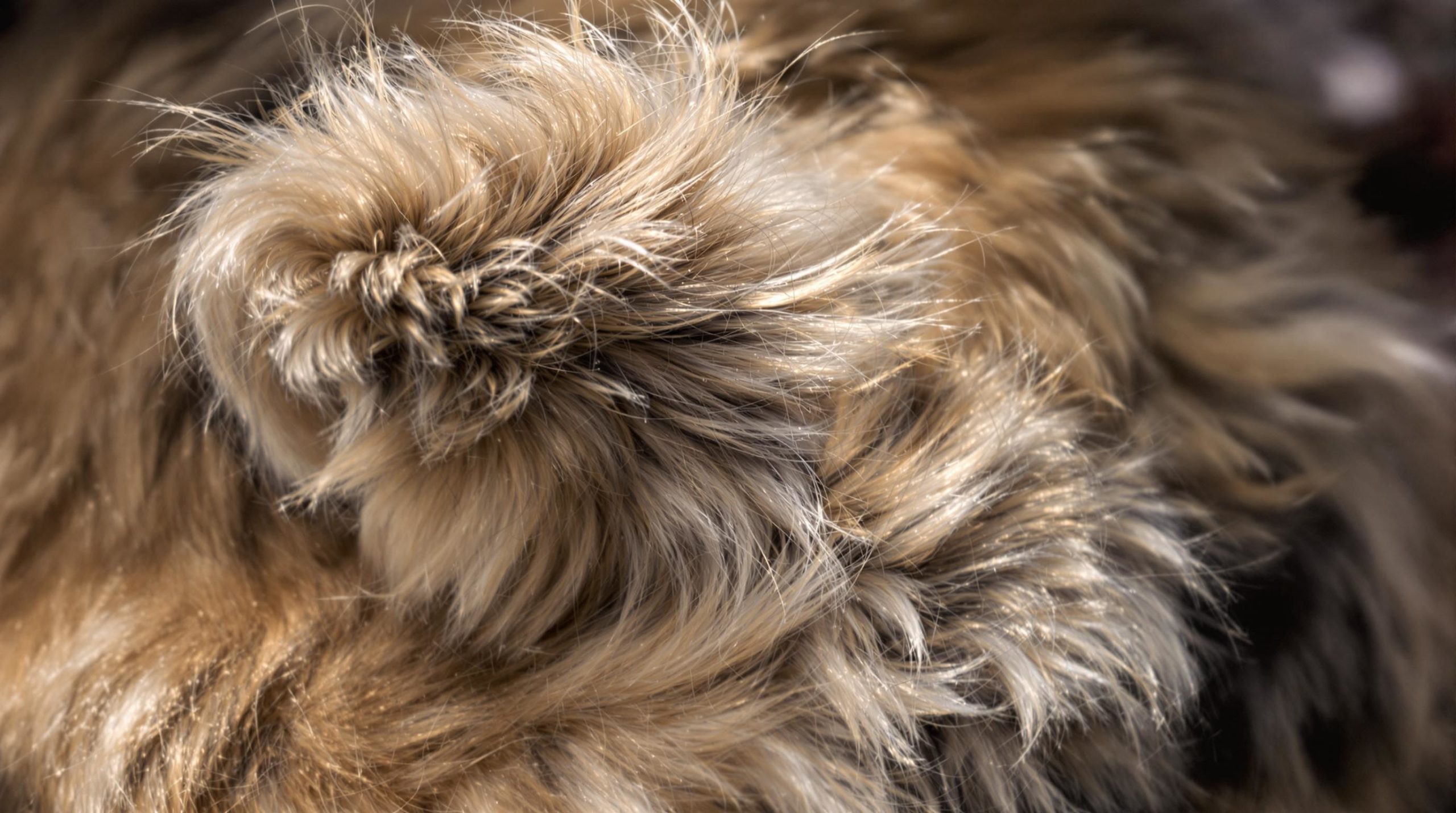 découvrez les raisons fascinantes derrière la longueur des queues des maine coons. explorez les caractéristiques uniques de cette race emblématique, qui allie esthétique et fonctionnalité, pour mieux comprendre leur adaptation à l'environnement.