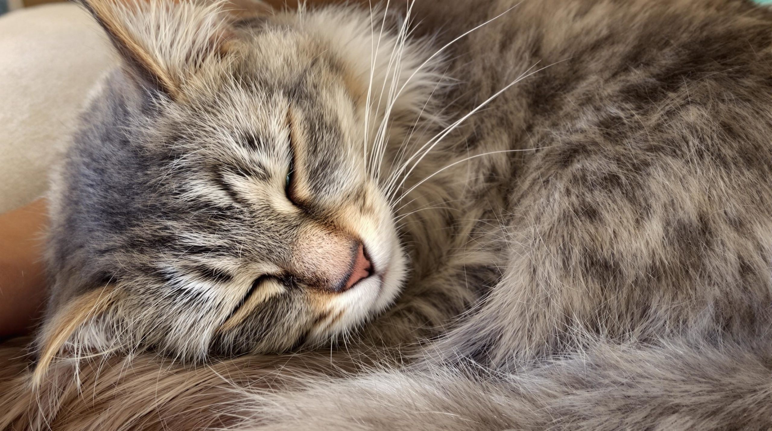 découvrez les raisons étonnantes pour lesquelles votre maine coon choisit de dormir sur votre tête ! plongez dans le monde fascinant de ces félins affectueux et apprenez comment leur comportement témoigne de leur affection et de leur besoin de chaleur.