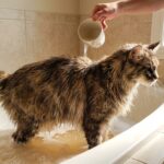 bain maine coon : Guide Complet Article 2026