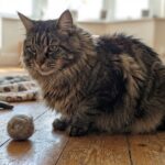 Boule De Poils Maine Coon : Guide Complet Article 2026