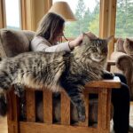 maine coon géant - Image de couverture