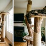 arbre à chat maine coon - Image de couverture
