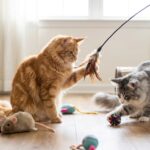 jouets maine coon - Image de couverture