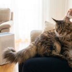 maine coon allergie - Image de couverture