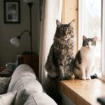 maine coon vs chat normal - Image de couverture