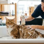shampoing maine coon - Image de couverture